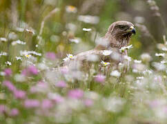 Common Buzzard