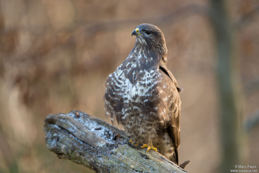 Buse variableadulte, identification