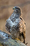 Common Buzzard