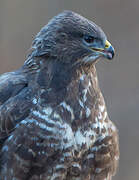 Common Buzzard