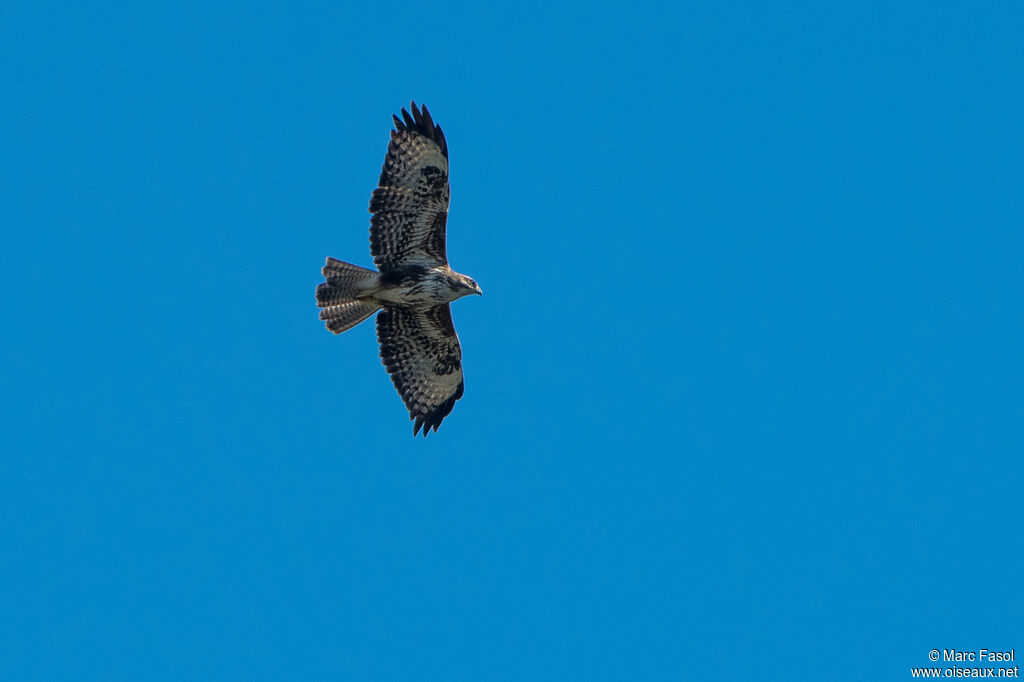 Common Buzzardadult, Flight