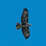 Common Buzzard