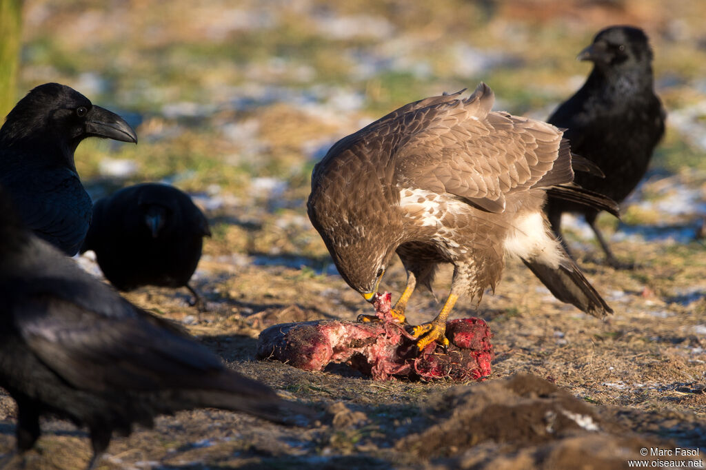 Common Buzzardadult, identification, eats