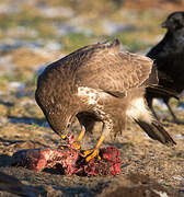 Common Buzzard