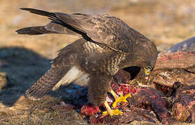 Common Buzzard