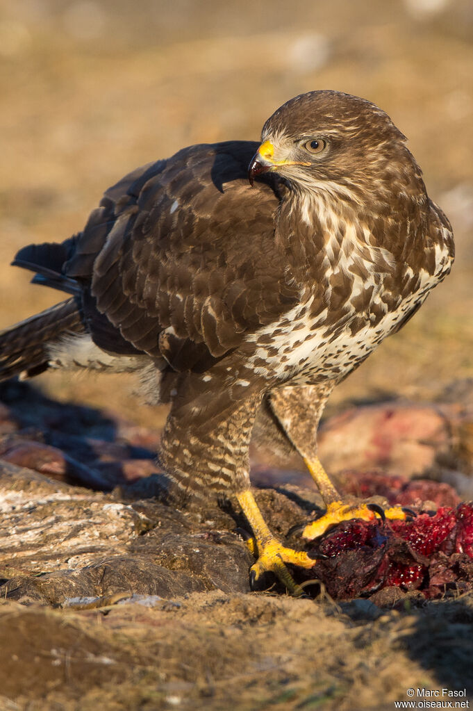 Common Buzzardadult, eats