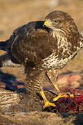 Common Buzzard