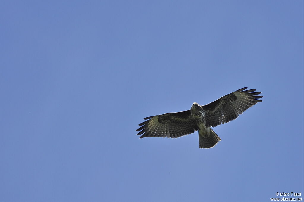 Common Buzzard, Flight