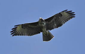 Common Buzzard