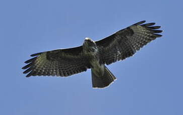 Buse variable