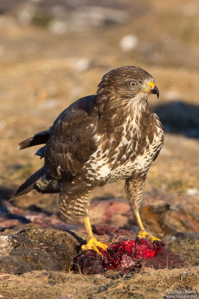 Common Buzzardadult, eats