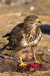 Buse variable