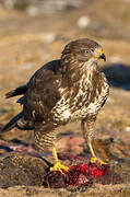 Common Buzzard