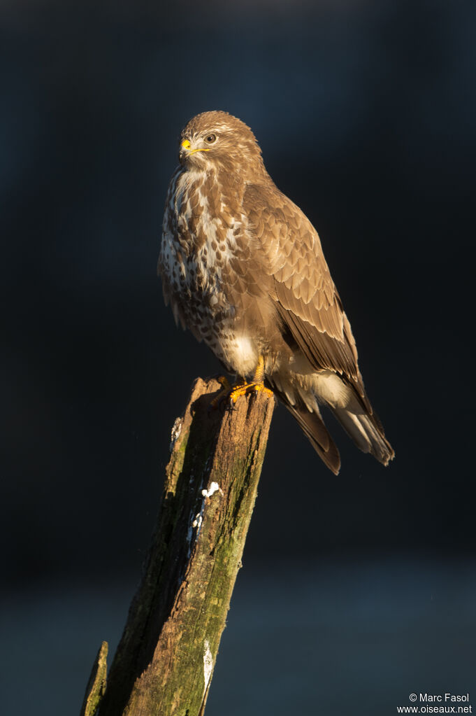 Common Buzzardadult, fishing/hunting