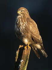 Buse variable