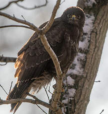 Buse variable