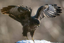 Buse variable
