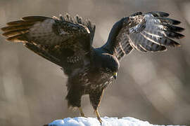 Common Buzzard