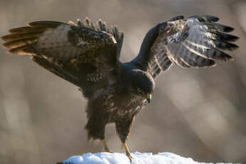 Buse variable