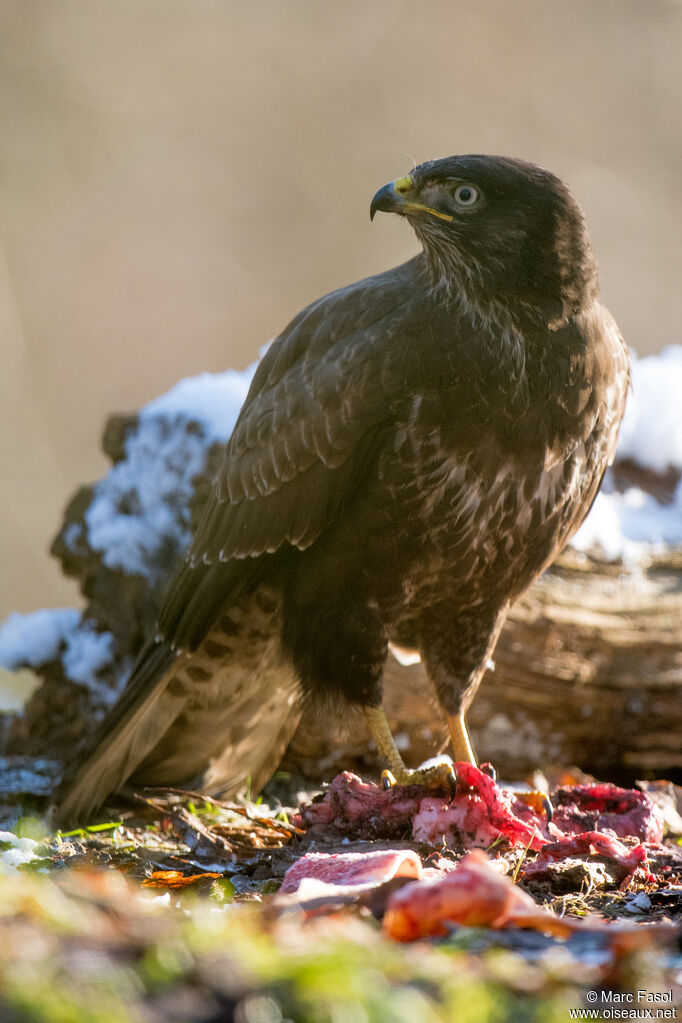 Common Buzzard, identification, feeding habits, eats