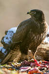 Buse variable