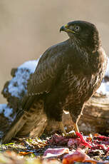Buse variable