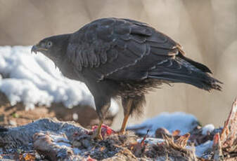 Buse variable