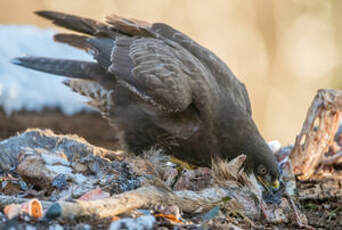 Buse variable