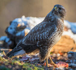 Buse variable