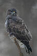 Buse variable