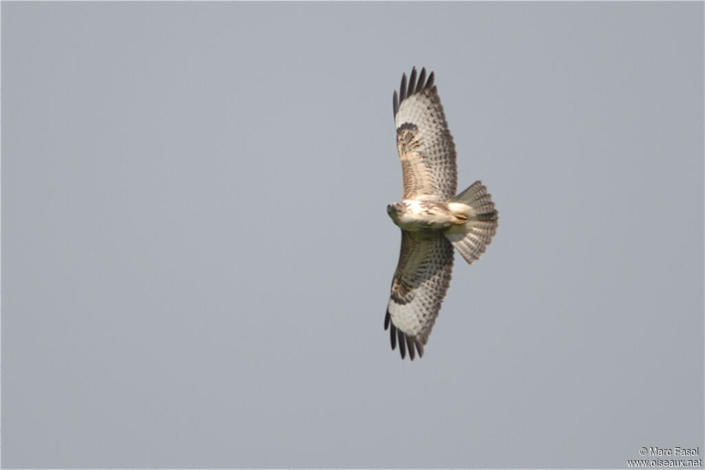 Common Buzzardadult post breeding, Flight