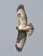 Buse variable