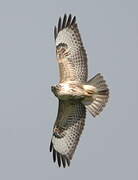 Common Buzzard