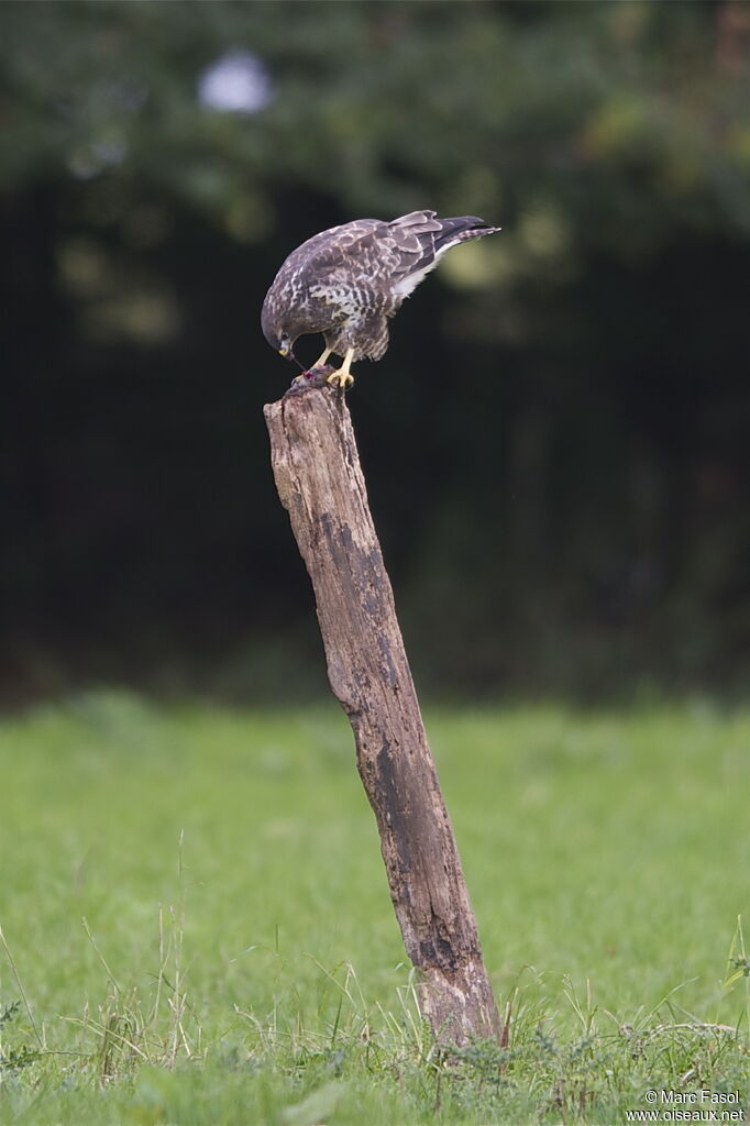 Common Buzzardadult, identification, feeding habits