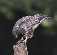 Common Buzzard