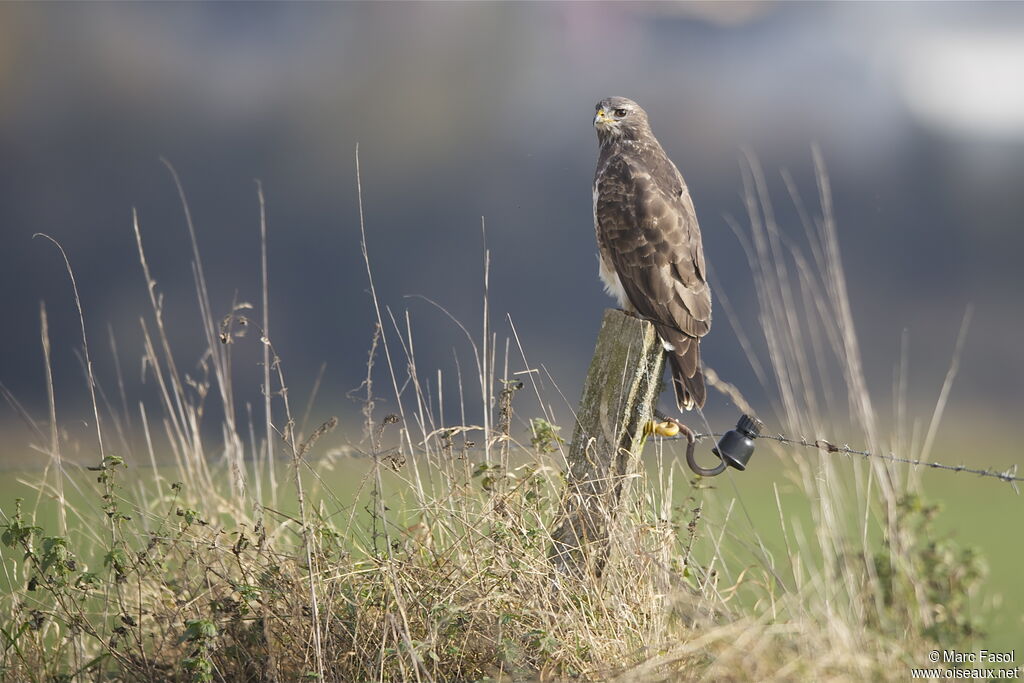 Common Buzzardadult, identification, Behaviour