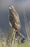 Common Buzzard