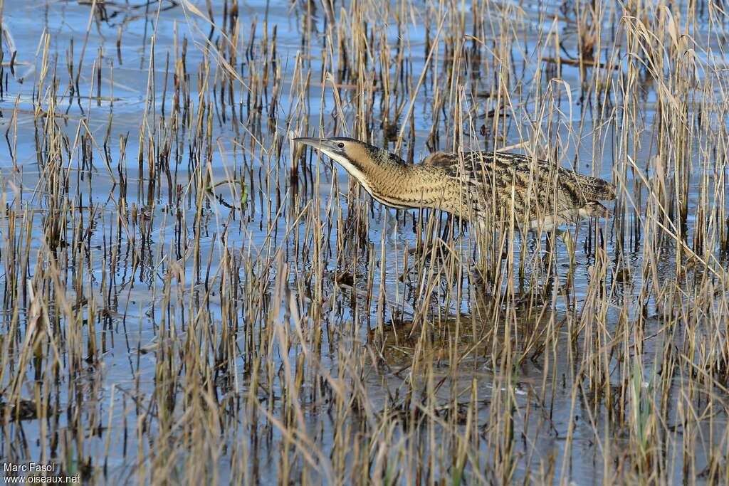 Eurasian Bitternadult, identification, fishing/hunting, Behaviour