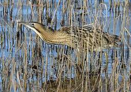 Eurasian Bittern