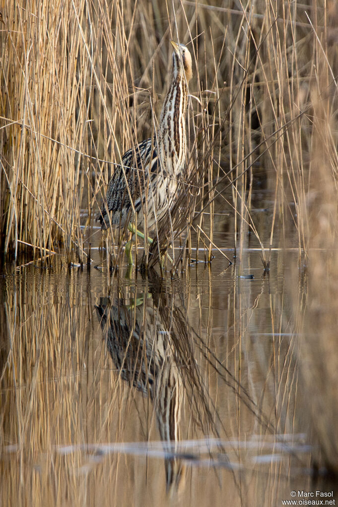 Eurasian Bitternadult, identification, camouflage