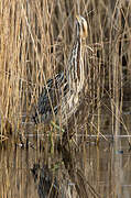 Eurasian Bittern