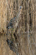 Eurasian Bittern