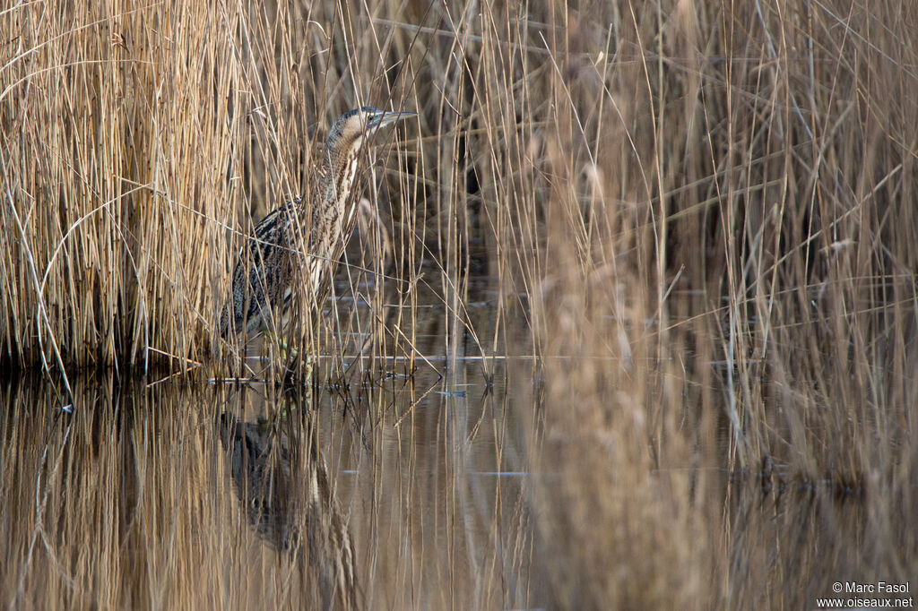 Eurasian Bitternadult, identification, camouflage