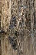 Eurasian Bittern