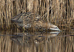 Eurasian Bittern