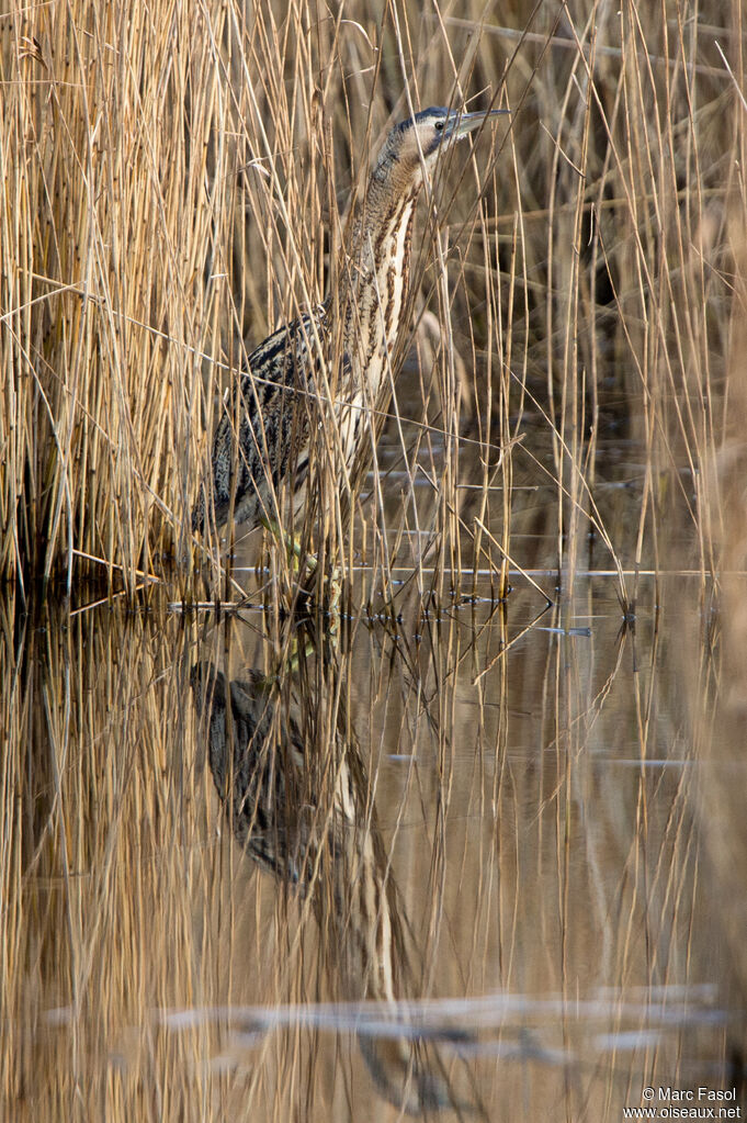 Butor étoiléadulte, identification, camouflage