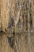 Eurasian Bittern