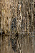 Eurasian Bittern