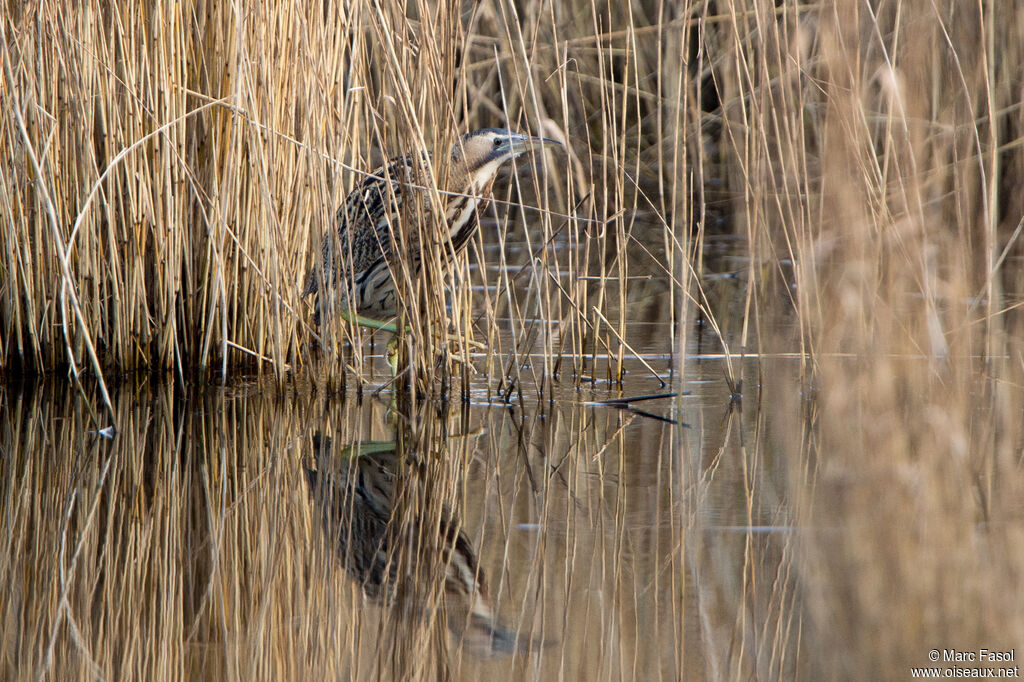 Butor étoiléadulte, identification, camouflage