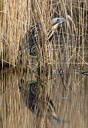 Eurasian Bittern